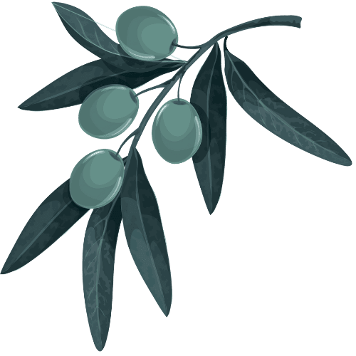Branches d'olivier illustrant les différents types d'huiles d'olive