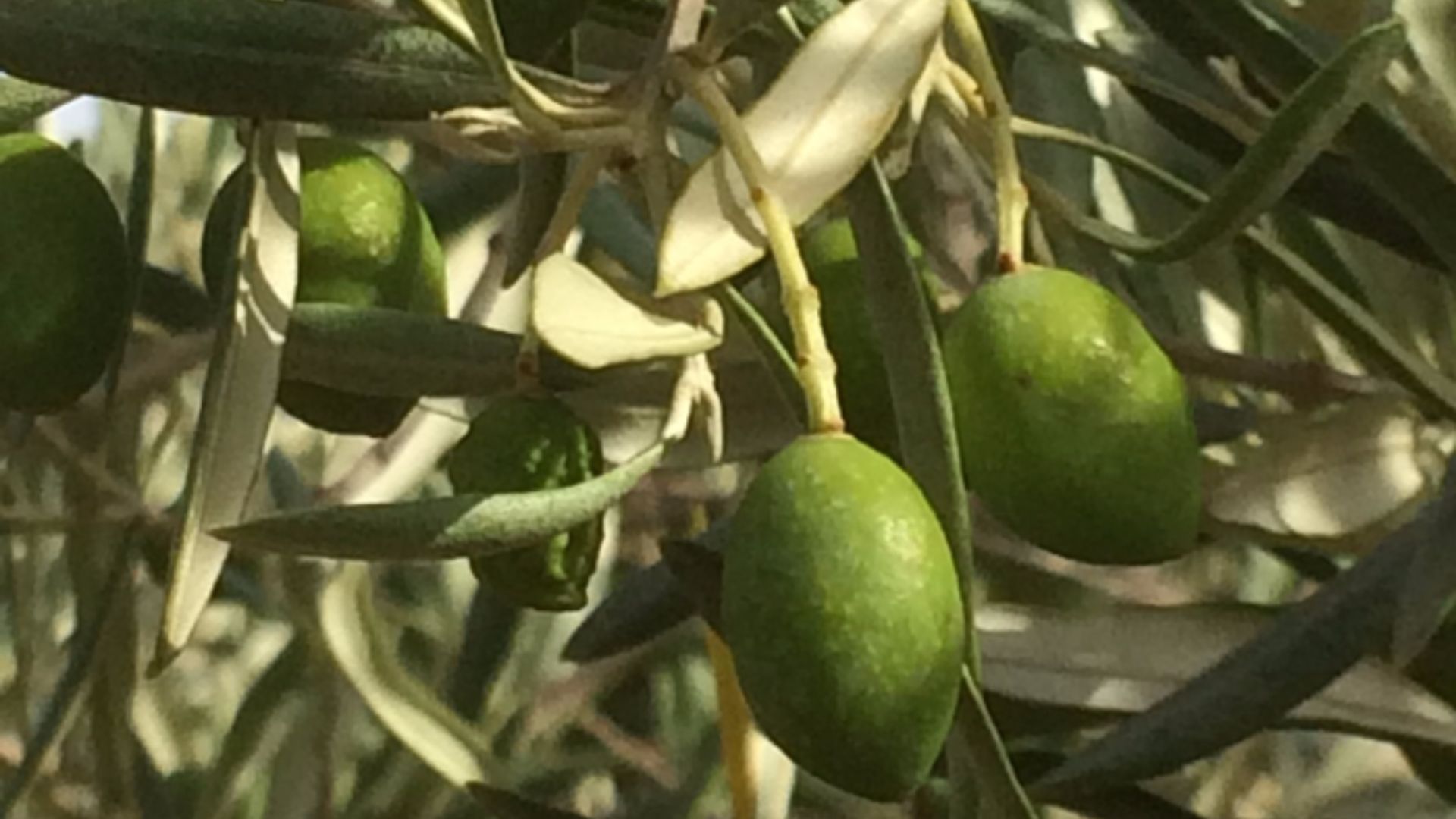Olives vertes récoltées au domaine de Rustrel